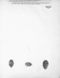 Sphaeropsis castagnei image